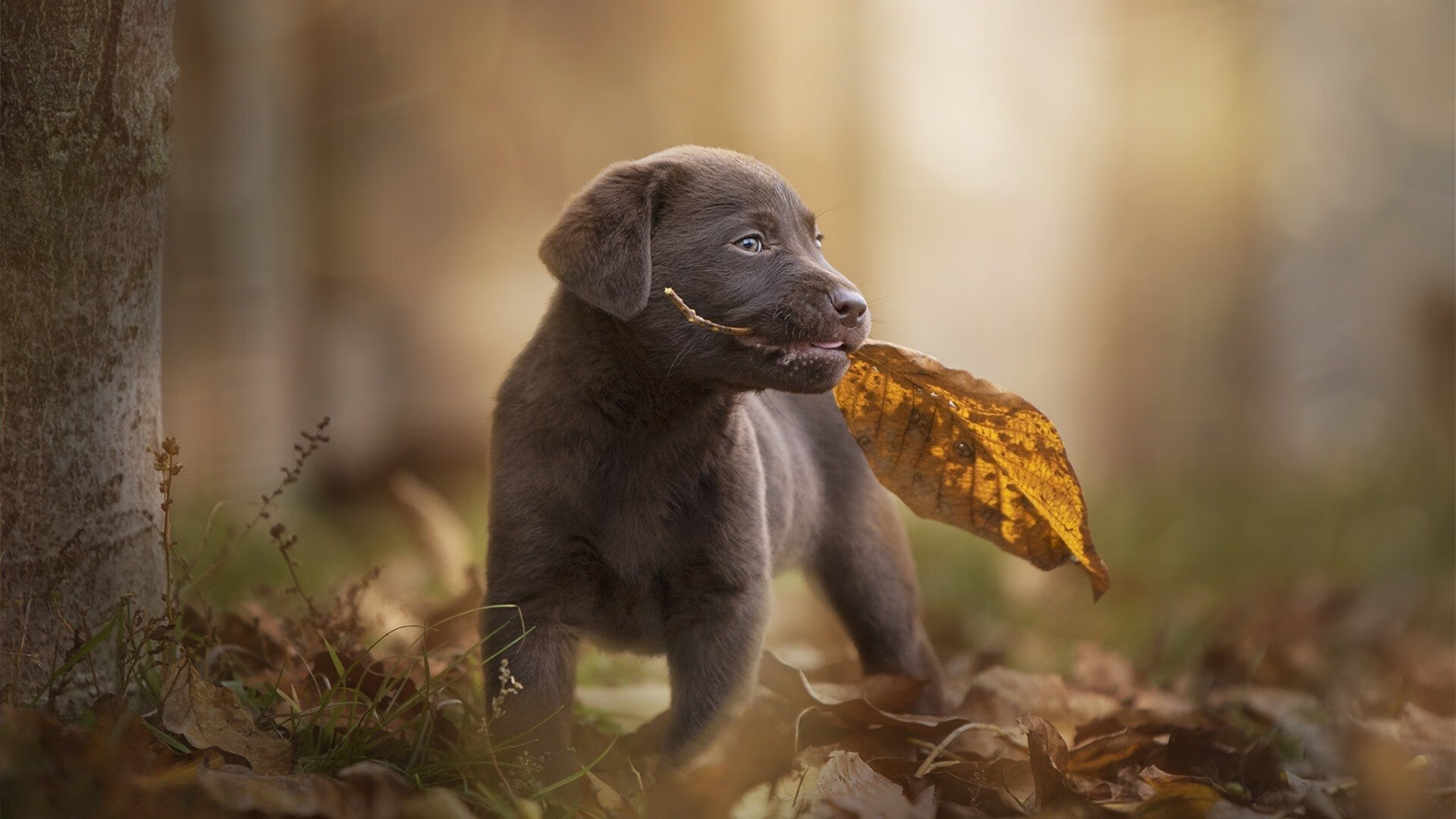 独行侠的孤星与灰熊的狂潮,爱德华兹如何以个人节奏改写团队命运